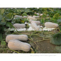 Wholesale pumpkin seeds For Growing-You Zao Mi